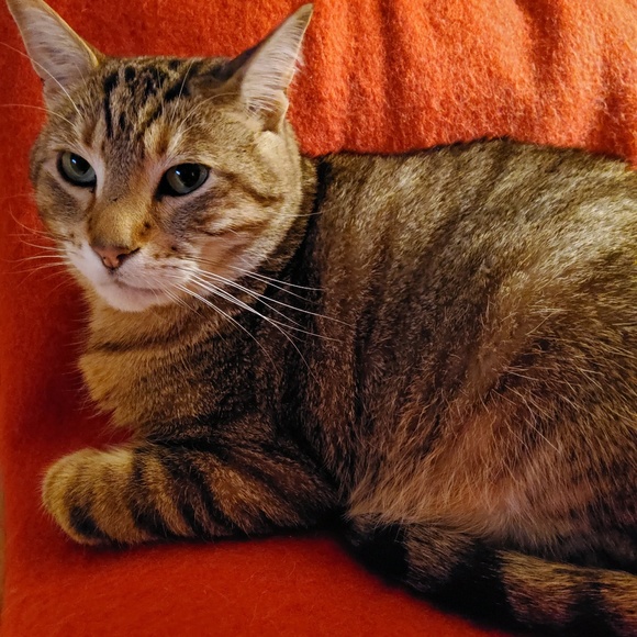 Meet your Posher, Lori - Picture 1 of 1